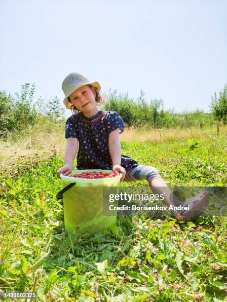 a girl, a caucasian child, gathered a full bucket of ripe strawberries on the field. - chandler strawberry stock pictures, royalty-free photos & images