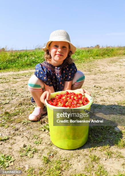 a girl, a caucasian child, gathered a full bucket of ripe strawberries on the field. - chandler strawberry stock pictures, royalty-free photos & images