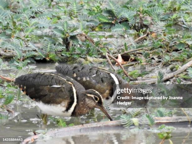 a pair of greater painted snipe birds foraging for food in the dambo watering holes of the kafue national park, zambia - greater painted snipe stock pictures, royalty-free photos & images