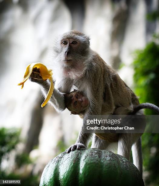 macaque monkey with baby - batu caves stock pictures, royalty-free photos & images