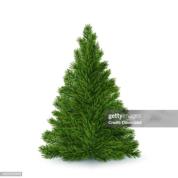 vector christmas tree without decorations - pine tree close up stock illustrations