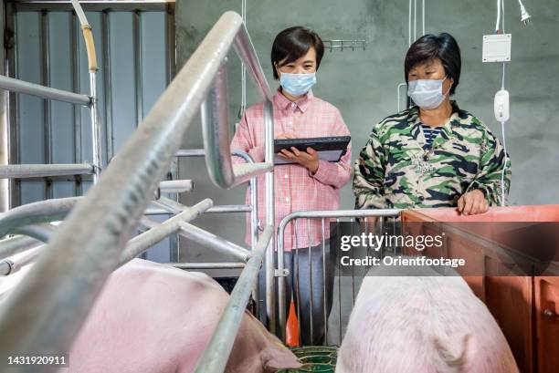 woman using digital tablet in pig farm - pigs eating stock pictures, royalty-free photos & images