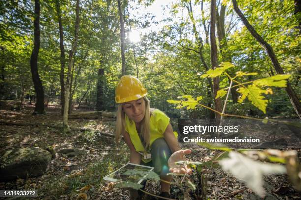 wissenschaftlerin erforscht und analysiert den wald - forest scientist stock-fotos und bilder