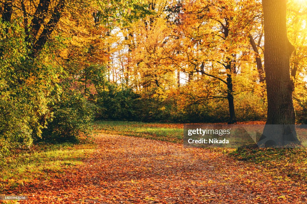 Sonniger Herbstlandschaftsweg mit bunten Bäumen