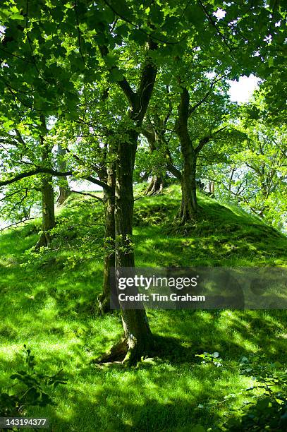 Oak trees in woodland at Furness Fells in Lake District National Park, Cumbria, UK