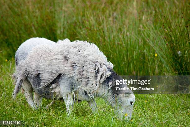Traditional Herdwick sheep awaiting shearing and grazing on grass at Langdale in the Lake District National Park, Cumbria, UK