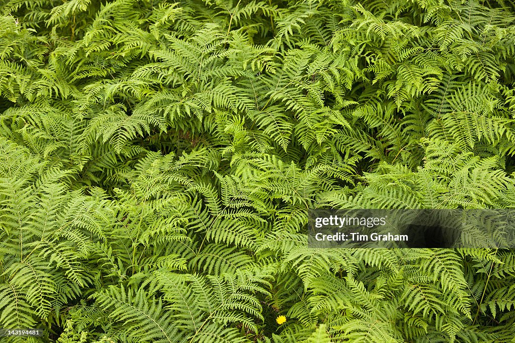 Bracken, Watendlath, the Lake District, UK