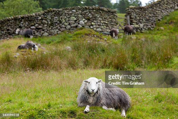 Herdwick sheep near Thirlmere in the Lake District National Park, Cumbria, UK