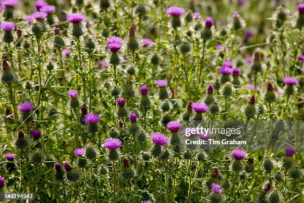 Scottish Thistle, Onopordum Acanthium, wildflower in the Lake District National Park, Cumbria, UK