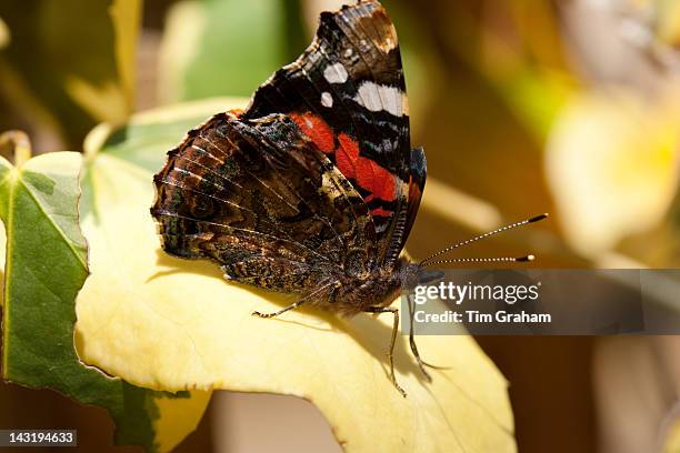 Red Admiral Butterfly, Vanessa atalanta, with folded wings, on ivy leaf, UK