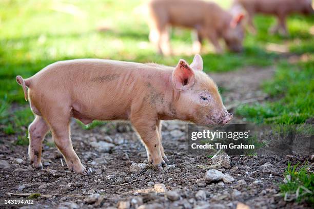 Tamworth piglets at the Cotswold Farm Park at Guiting Power in the Cotswolds, Gloucestershire, UK