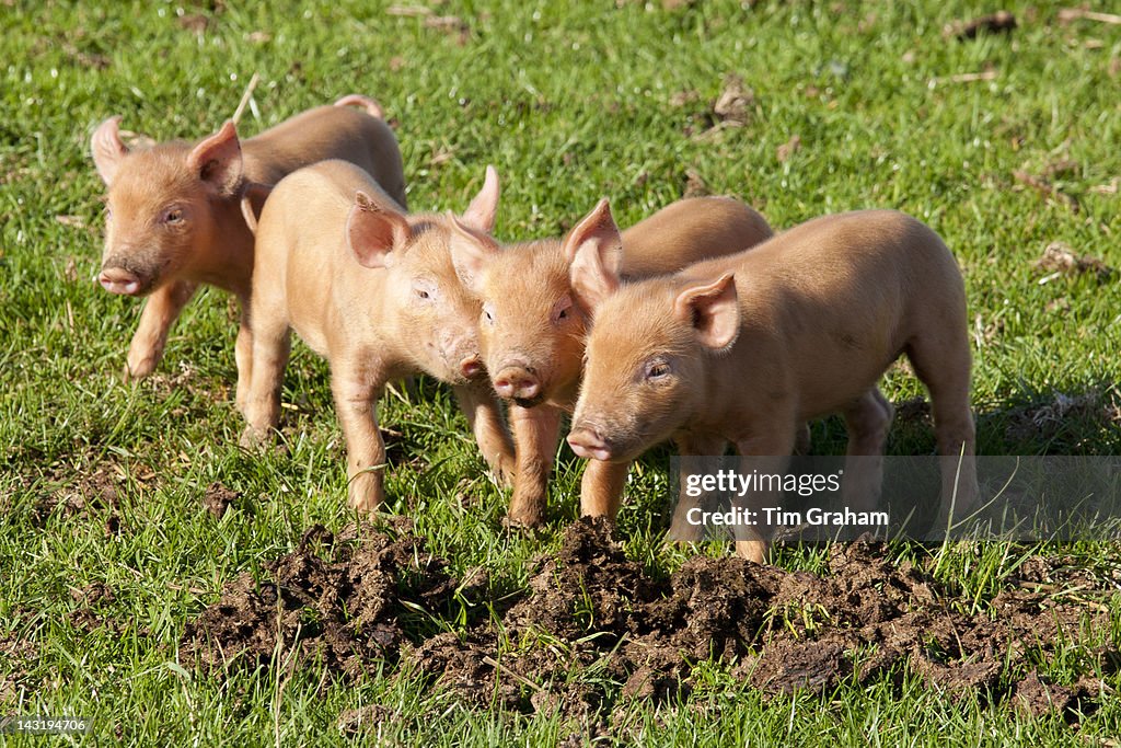Tamworth Piglets, UK