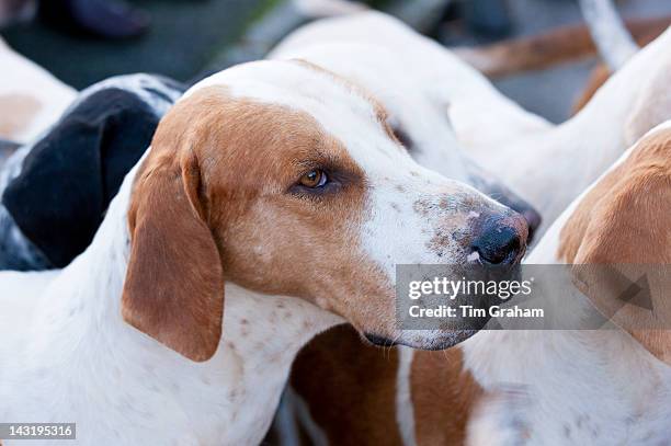 Foxhounds of Heythrop Hunt in Stow-on-the-Wold, Gloucestershire for the traditional New Year's Day Hunt Meet, The Cotswolds, UK