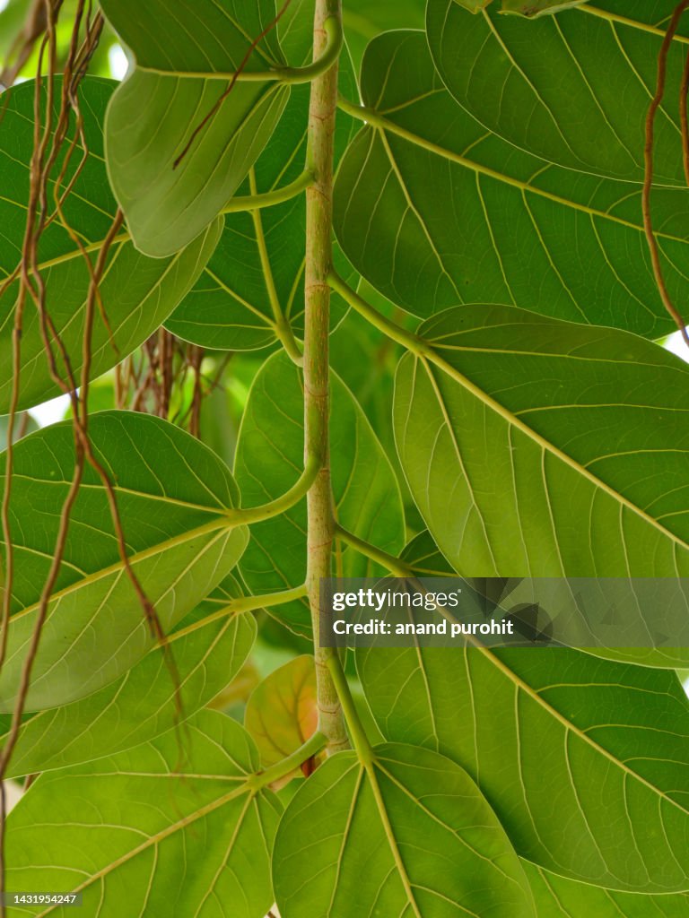 Banyan Tree, Holy Tree with Medicinal Properties