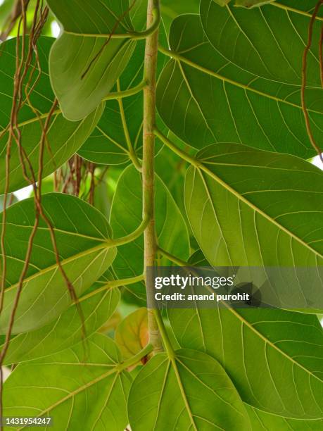 banyan tree, holy tree with medicinal properties - banyan tree stock pictures, royalty-free photos & images