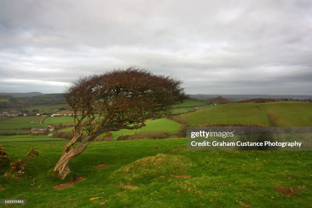 Dorset hills