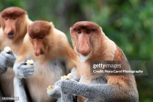 proboscis monkey - proboscis stock pictures, royalty-free photos & images