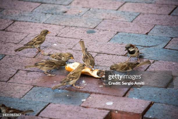 sparrows eating a sandwich bread - animals eating trash stock pictures, royalty-free photos & images