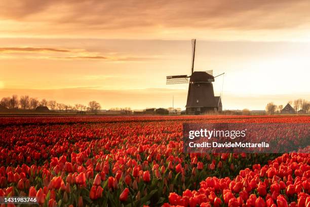 a field of tulips at sunset - dutch windmill stock pictures, royalty-free photos & images