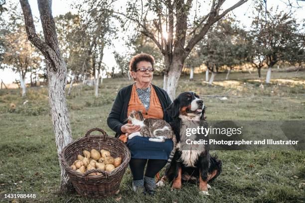 ältere frau und ihre haustiere - old woman cat stock-fotos und bilder