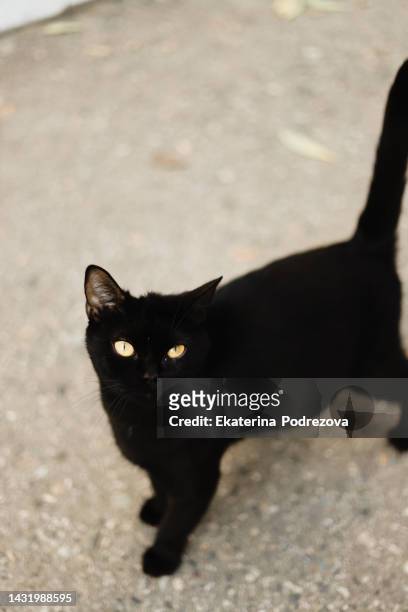black cat - tom cat stock pictures, royalty-free photos & images