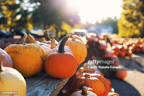 at the pumpkin patch - cabaça cucúrbita - fotografias e filmes do acervo