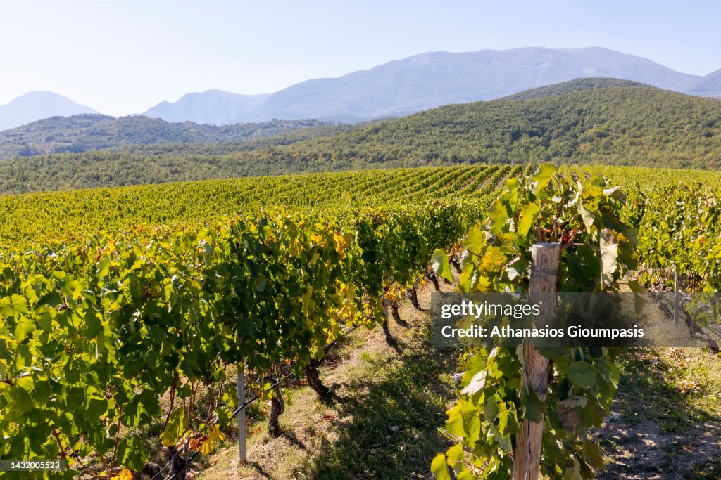 Representation of Traditional Grape Harvest...