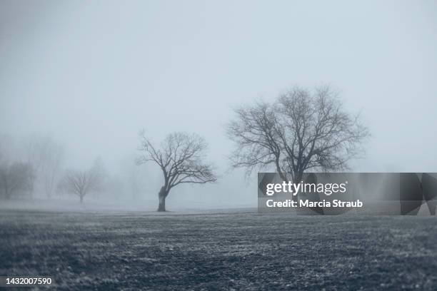 spooky scary moody and dark bare branch trees in the fog - bare tree bildbanksfoton och bilder