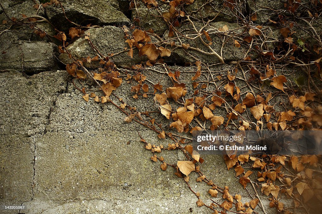 Dry ivy leaves on wall