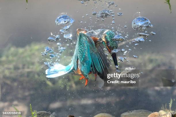 kingfische fishing underwater - pond life stock pictures, royalty-free photos & images