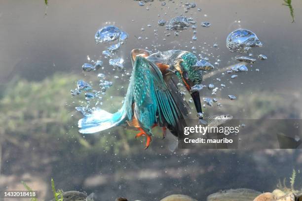 kingfische fishing underwater - common kingfisher stock pictures, royalty-free photos & images