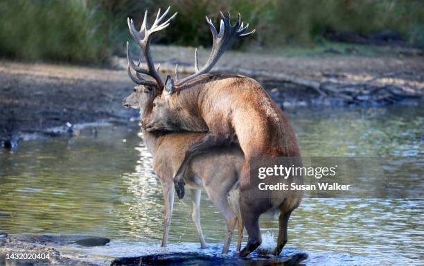 8,784 Mating Photos and Premium High Res Pictures - Getty Images 8,784 Mating Photos and Premium High Res Pictures - Getty Images
