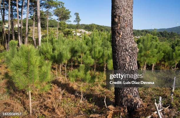 new forest plantation - sapling stock pictures, royalty-free photos & images