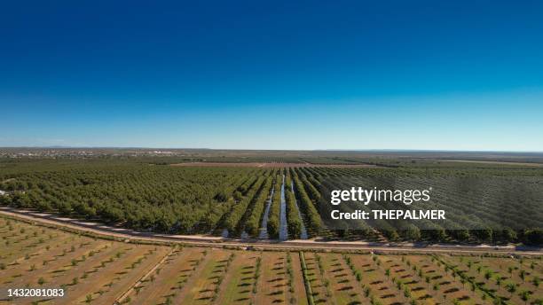 campos de árboles de pacana en texas, ee.uu. - pacana fotografías e imágenes de stock