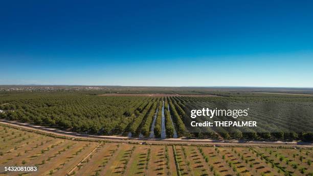 pecan trees fields in texas, usa - texas farm stock pictures, royalty-free photos & images