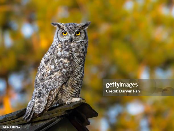 great horned owl - eule stock-fotos und bilder