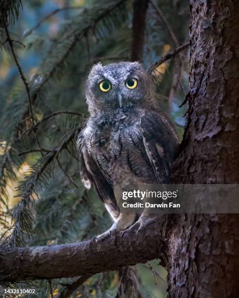 western screech owl - assiolo americano foto e immagini stock