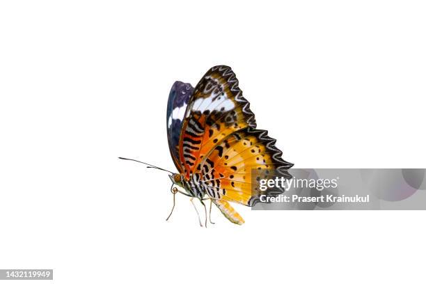 side view of orange butterfly. clipping path - papillon fond blanc photos et images de collection