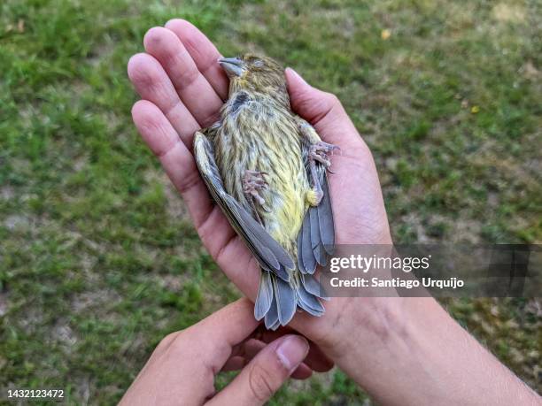 girl holding a dead european serin (serinus serinus) - dead girl bildbanksfoton och bilder