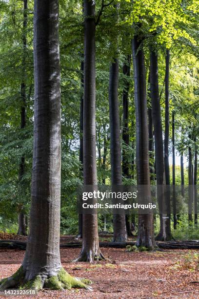 beech trees in a row on a forest - beach tree stock-fotos und bilder