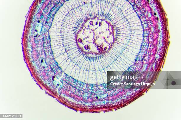 microscopic view of pine mature wood - célula vegetal imagens e fotografias de stock