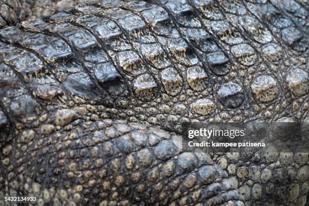 close up shot showing a crocodile skin - crocodile leather stock pictures, royalty-free photos & images