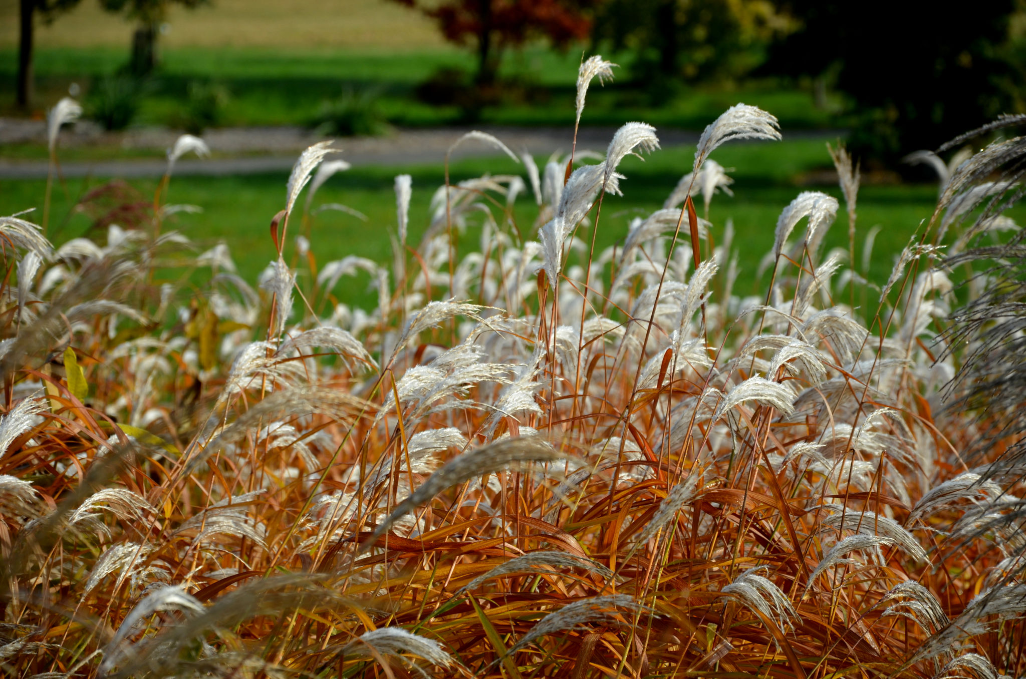 alternative lawn