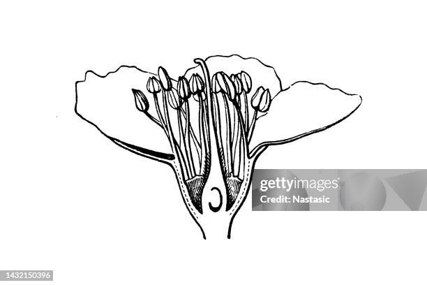 prunus cerasus (sour cherry, tart cherry, or dwarf cherry plant. or cherry laurel, common laurel plant) - almond milk stock illustrations