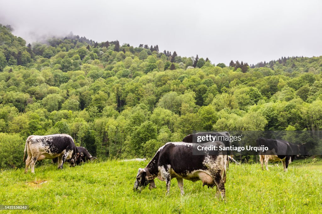 Vosgienne cows grazing on a meadow