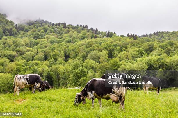 vosgienne cows grazing on a meadow - lotharingen stockfoto's en -beelden