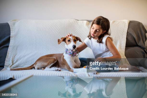 girl on the sofa with her dog - greyhound stock pictures, royalty-free photos & images