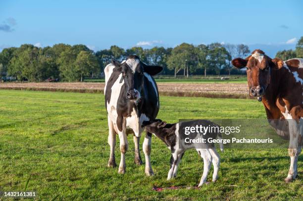 two cows and a newly born calf on a green grass field - cow eyes stock pictures, royalty-free photos & images