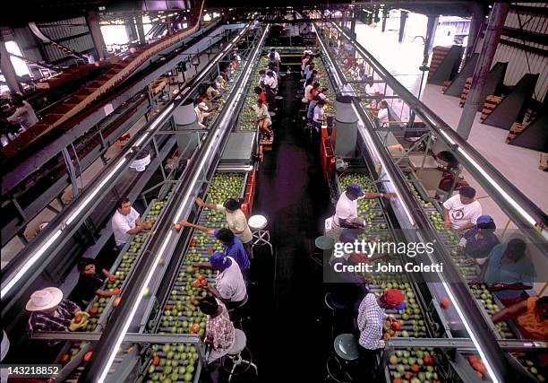 workers quality checking tomatoes prior to boxing - quality control stock pictures, royalty-free photos & images