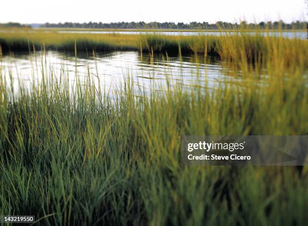 Marshy Inlets 242,511 Watershed Stock Photos, High-Res Pictures, and Images - Getty ...